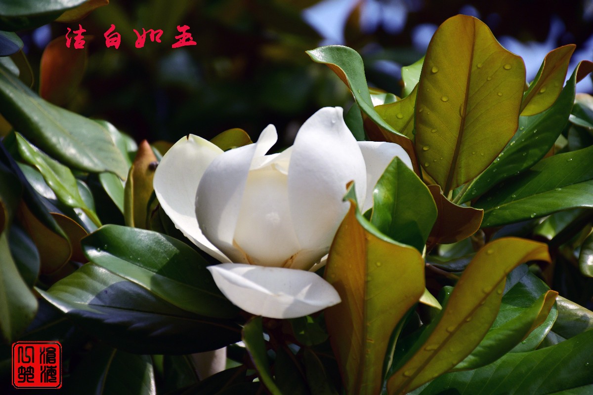 DSC_0061.JPG DSC_0061.JPG