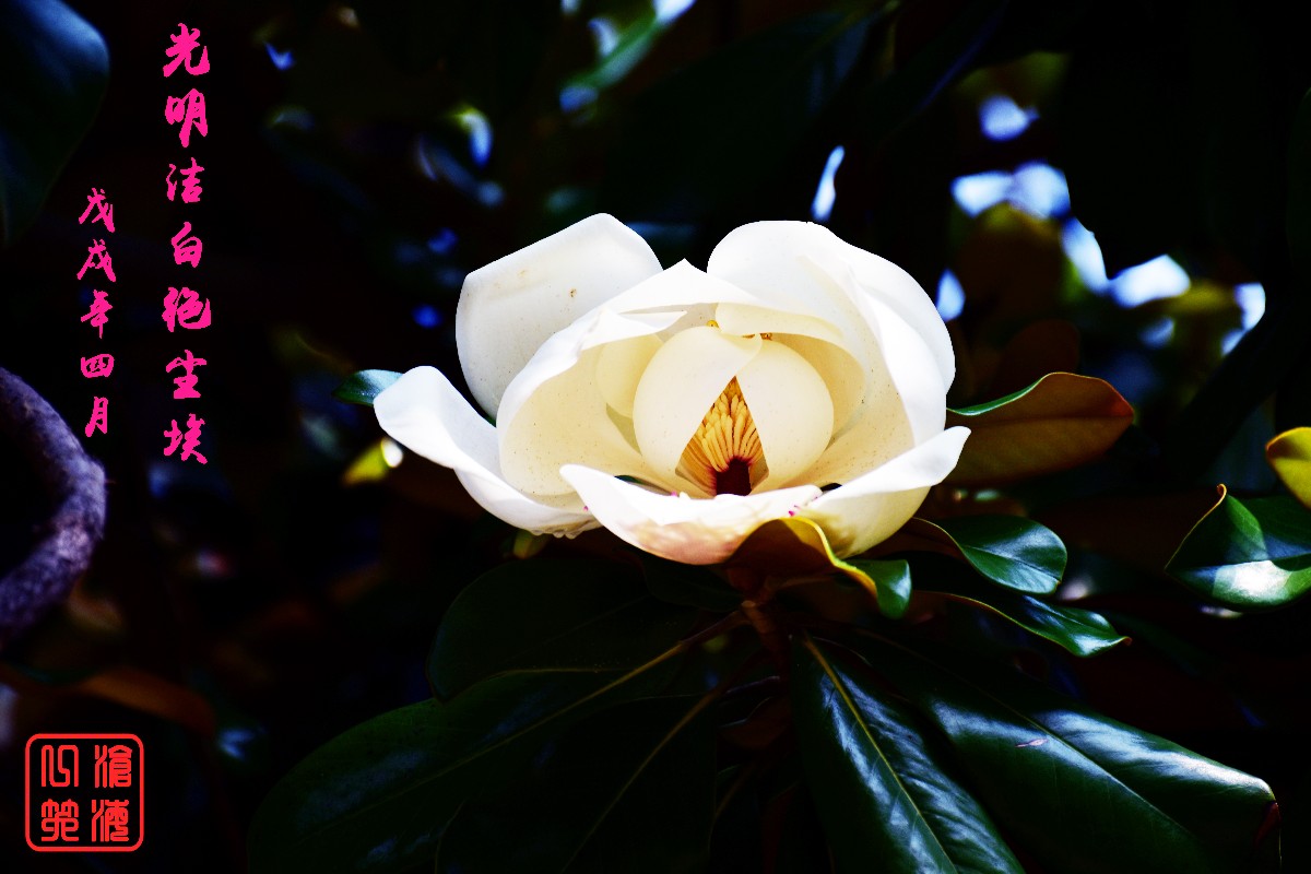 DSC_0090.JPG DSC_0090.JPG