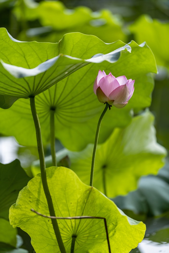 荷花 (9).JPG