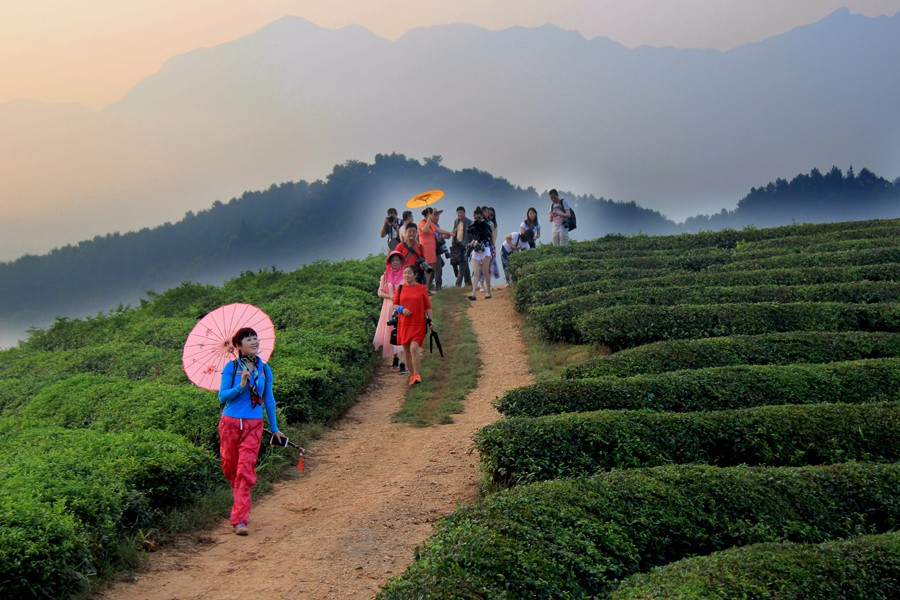 清晨，我們來(lái)到茶山.JPG