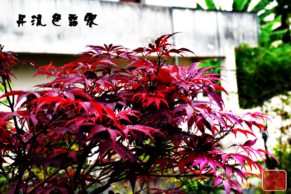 DSC_0433.JPG DSC_0433.JPG