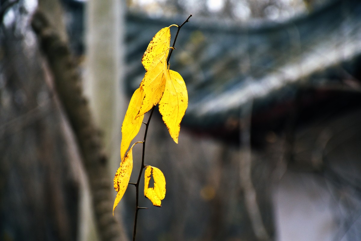 DSC_0604.JPG DSC_0604.JPG