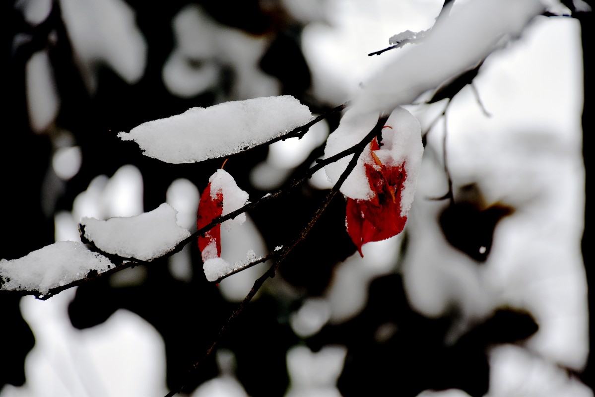DSC_0242.JPG DSC_0242.JPG
