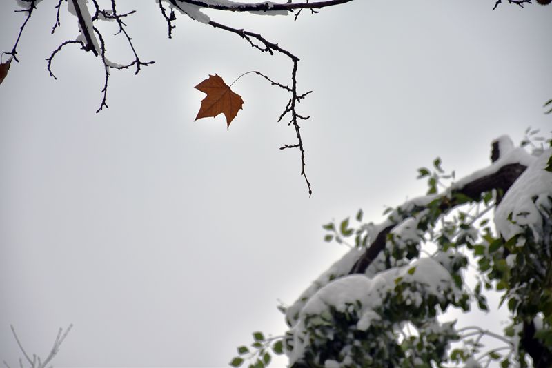 DSC_0260.JPG