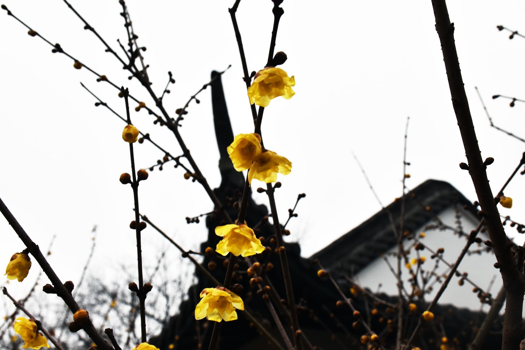 DSC_0144.JPG