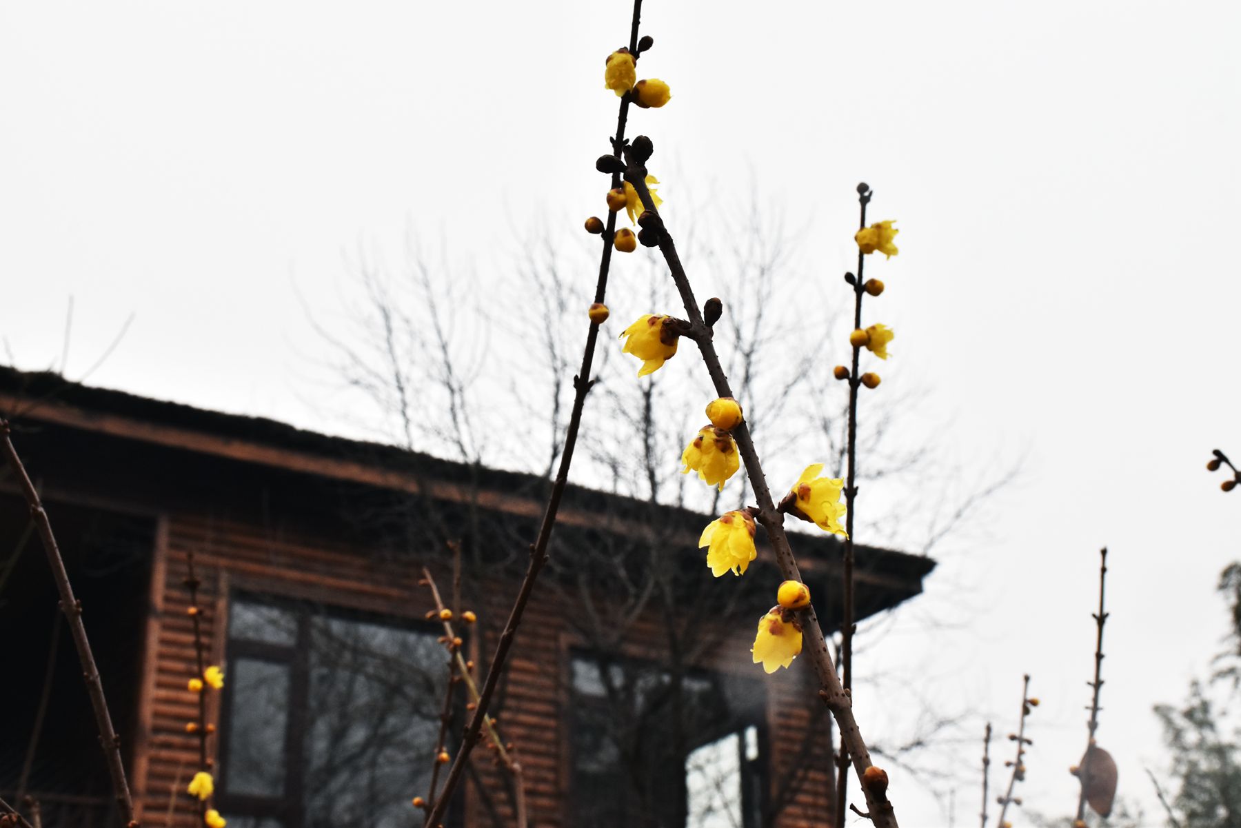 DSC_0163.JPG