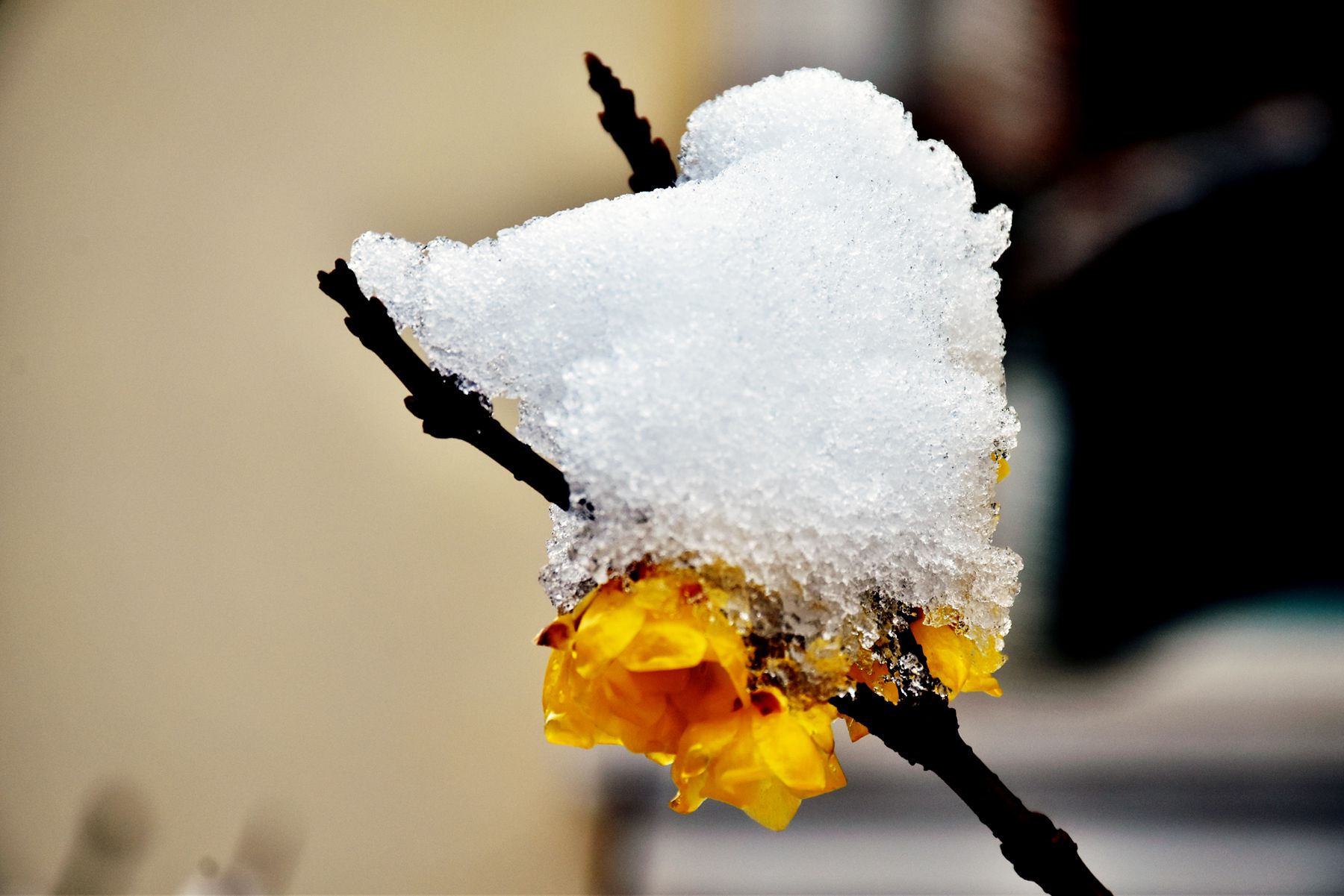 DSC_0690.JPG
