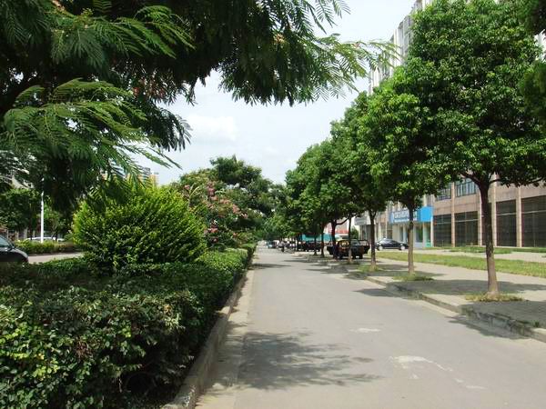 林蔭路.jpg