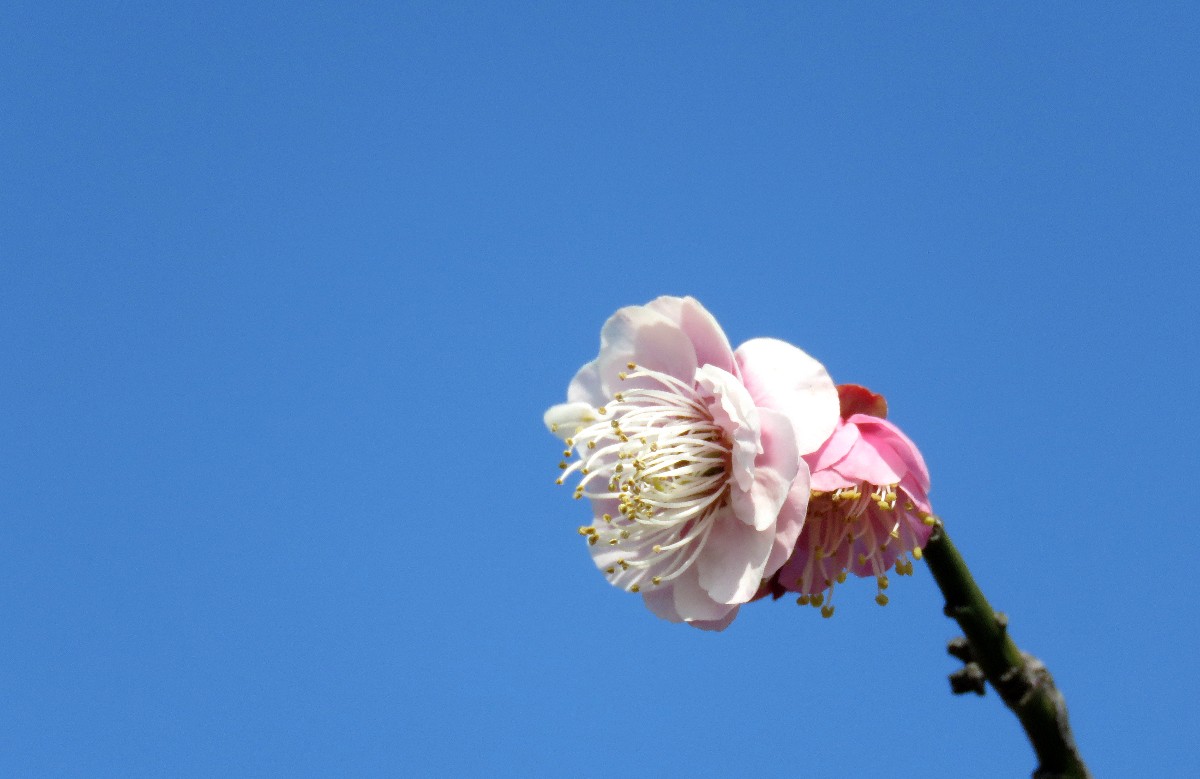 IMG_6726.JPG