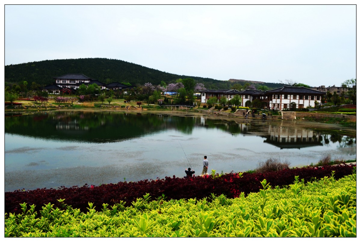 老龍眼之春CSC_0465.JPG