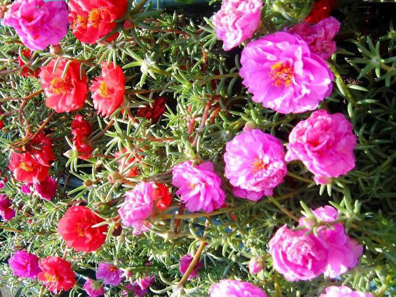 螞蟻菜花1.jpg