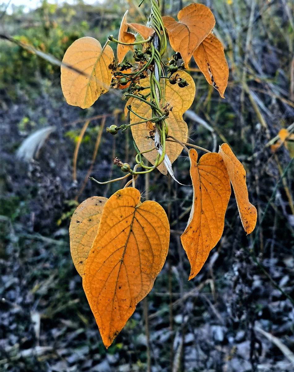 IMG_20201112_233640.jpg