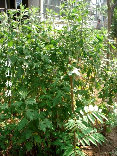 艾蒿.jpg