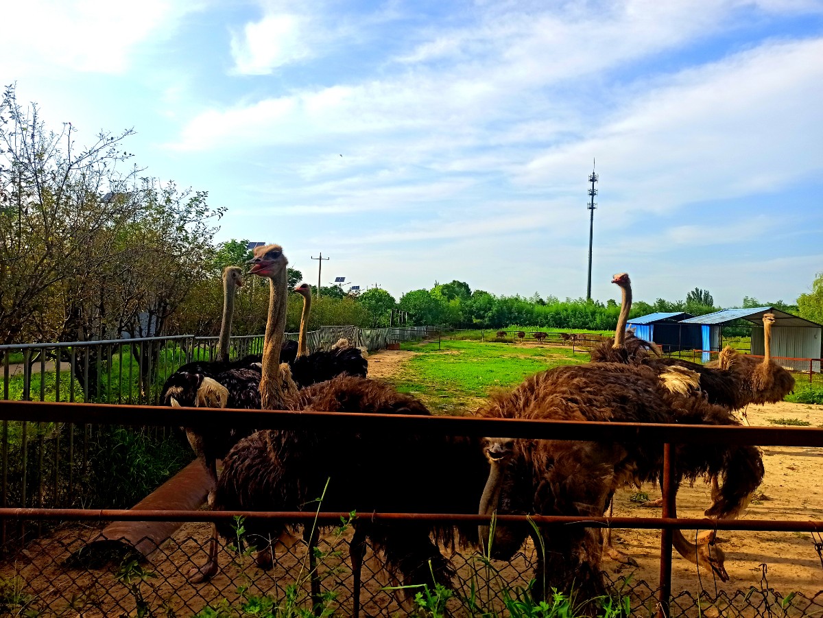 5鴕鳥園.jpg