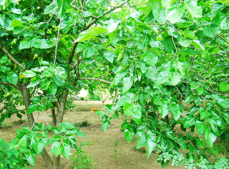 DSC00075_副本.jpg