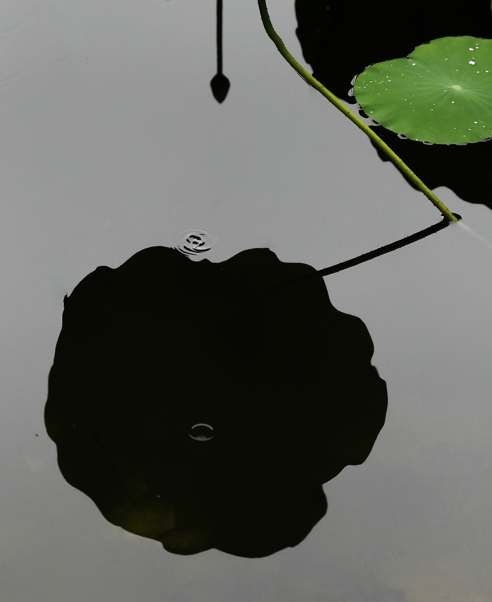 7C3A751F-39D9-4FF9-990F-BB8FAE6890D7.jpeg