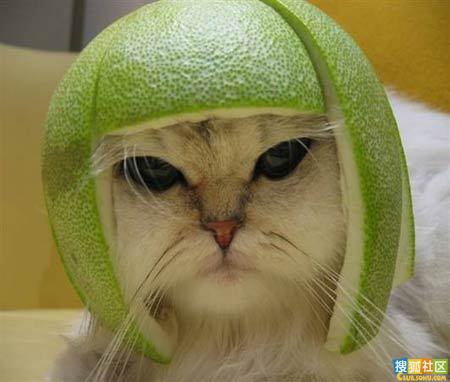動物搞笑