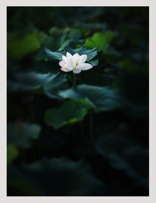 夢里荷花