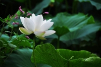 荷風(fēng)送香引人來