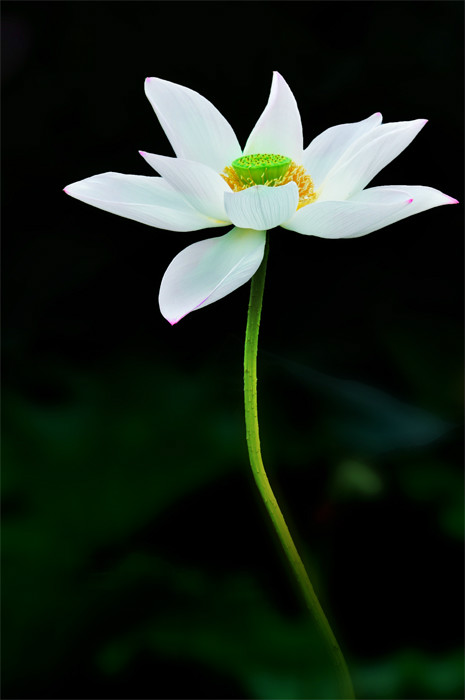 焦崗湖荷花