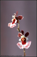 蘭花（一）