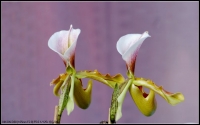 蘭花（二）