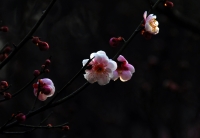 洞山梅花開