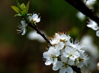 梨花香自苦寒來(lái)