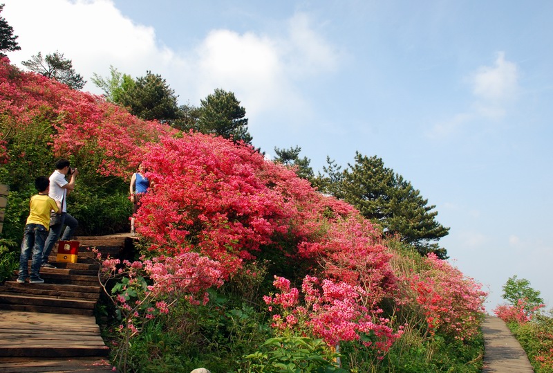 杜鵑花海