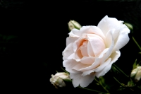 月季花