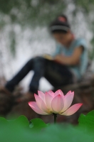 蜜蜂