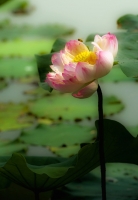 公園荷花