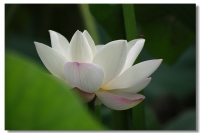 2012.6.17焦崗湖的荷花