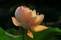 光影芙蓉