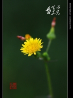 又見黃花香