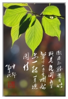 一枝一葉總關(guān)情
