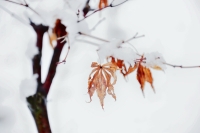 雪地覓情