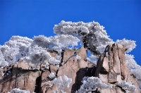 黃山冬景