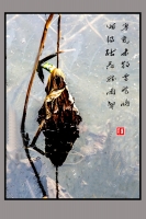 殘荷