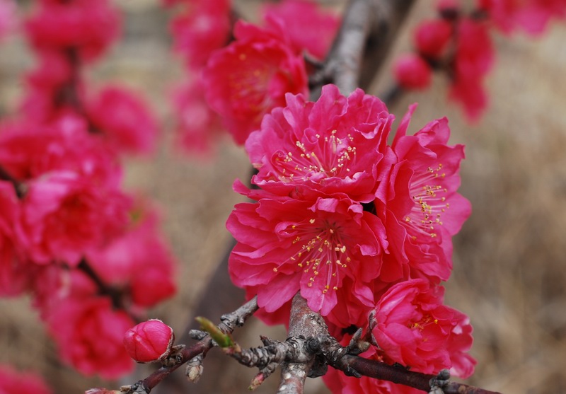 迎春桃花火樣紅