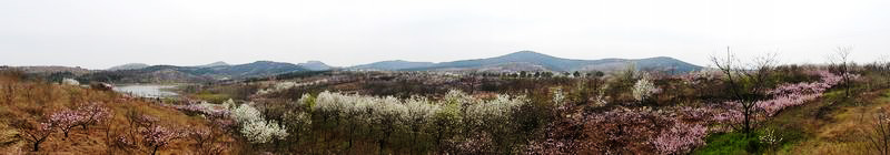 春染八公山