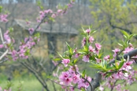 2012桃花朵朵開