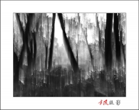 蘇醒的森林