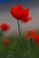 小花隨拍