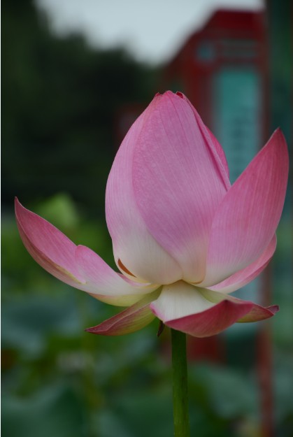 頤和園四美圖