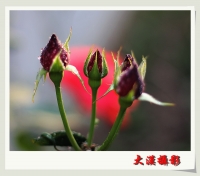 月季花隨拍