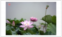 公園拍荷