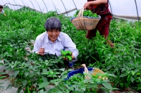 “美好鄉村”---走進楊公陳廟村