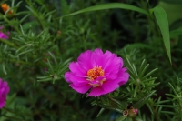 路邊小花