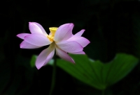 蓮與荷